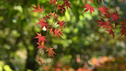 Wall Mural - autumn foliage of Japanese maple tree