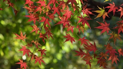 Wall Mural - autumn foliage of Japanese maple tree