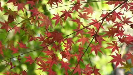 Wall Mural - autumn foliage of Japanese maple tree