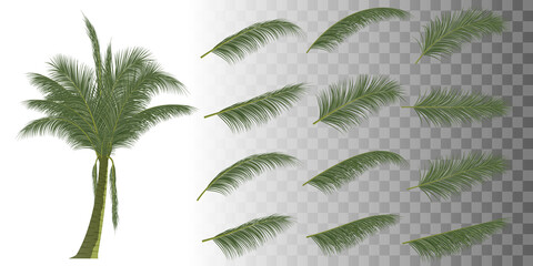 Wall Mural - palm branch, coconut leaf