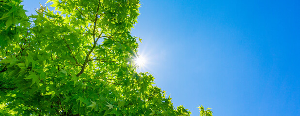 Wall Mural - 夏の青空と新緑と太陽の木漏れ日