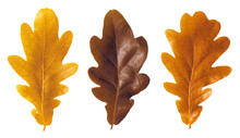 Autumnal Oak Leafs Isolated On White Background.