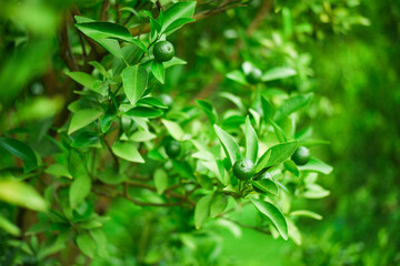 sweet green fresh orange orchard outdoor background,