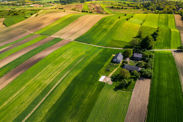 Poster - Green Lush Farm Fields and Meadows in Poland at Spring