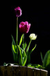 tulipany  poranku