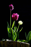 Fototapeta Tulipany - tulipany, dekoracje, wallart, Flower, tulip, deko