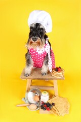 Wall Mural - miniature schnauzer cooking chef with  pancake  in yellow background