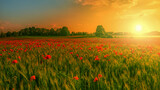 Fototapeta Fototapeta z niebem - Kwiaty maku w promieniach zachodzącego słońca