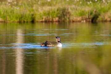 Wall Mural - Red-throated loon looking up