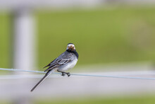 Wagtail With Its Beak Full Of Insects That Look Toward Us