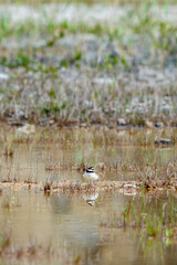 Wall Mural - Little ringed plover with water reflection