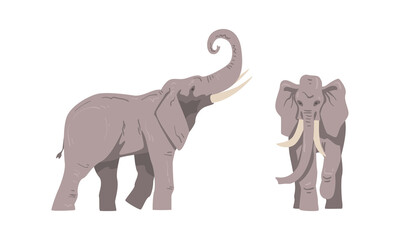 Wall Mural - Standing Elephant as Large African Animal with Trunk, Tusks, Ear Flaps and Massive Legs Vector Set