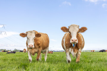 Two cute cows standing upright together in a green meadow under a blue sky and a horizon over land