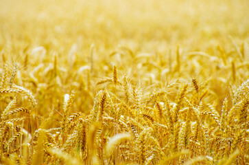 Wall Mural - Fields of wheat at the end of summer fully ripe