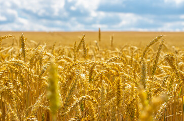 Wall Mural - Wheat and sun under blue sky