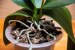 Aerial roots of a healthy orchid in the right substrate and planters for growing an exotic plant at home: a place for text on a wooden background, selective focus on aerial roots