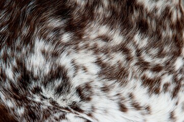 Wall Mural - beautiful spotted fur close-up. texture of brown animal wool. dog fur.