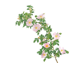 Wall Mural - Branch of wild dog rose with pink flower isolated on white