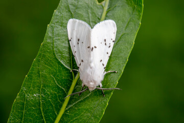 Wall Mural - An American white moth lives in the wild, North China