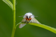An American White Moth Lives In The Wild, North China