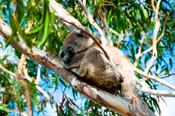 Wall Mural - Wild Koala - Kangaroo Island