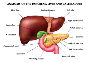 Wall Mural - Anatomy Pancreas Liver Infographics