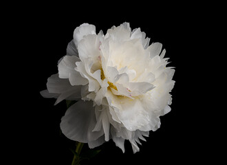 Wall Mural - white peony flower on black background