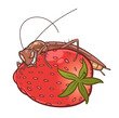 Ugly smiling cockroach sitting on strawberry. Pests problem illustration.