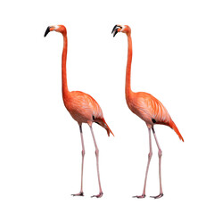 Sticker - two flamingo isolated on white background