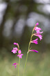 Gladiolo silvestre (Gladiolus italicus) al amanercer (primavera)