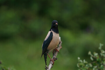 Wall Mural - Rosy Starling (Pastor roseus) perched on a tree branch