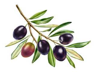 watercolor black olives. big branch with shiny fruits with leaves. realistic painting with fresh rip