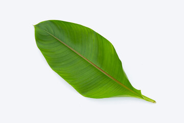 Heliconia leaf on white background.