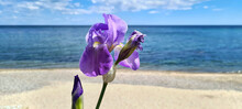 Beautiful Purple Iris Flower In The Sun Against The Blue Sky, White Clouds And Blue Sea
