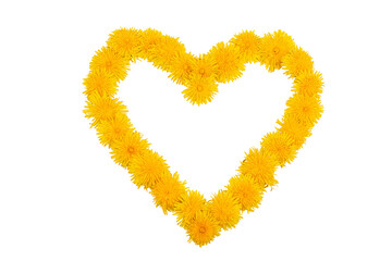 Wall Mural - A heart of yellow dandelion flowers on a white background. Copy space