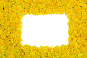 Wall Mural - A frame of yellow dandelion flowers on a white background. Copy space