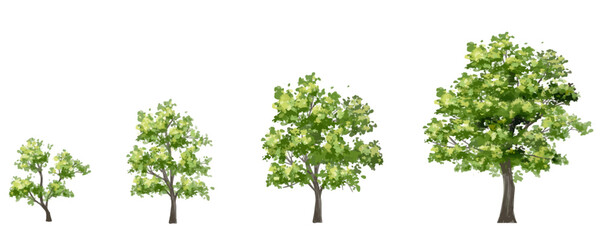Wall Mural - vector watercolor of tree side view isolated on white background for landscape plan and architecture