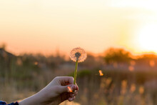 Dandelion On The Background Of The Setting Sun. Nature And Floral Botany