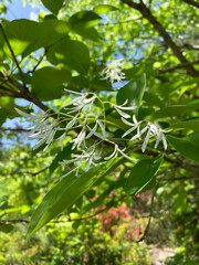 Chinese fringetree flowers, close-up 2