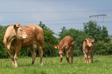 Canvas Print - agriculture agricole elevage vache veau viande lait laitier paturage ferme fermier animaux bovin 