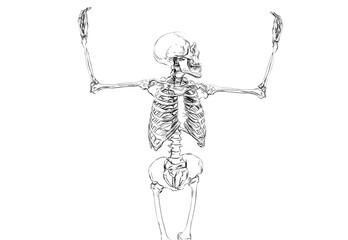 black and white drawing of a human skeleton on a white background
