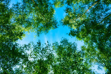 Looking Up Into Trees And A Blue Sky