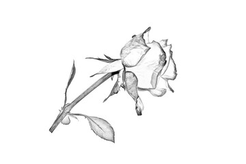 Poster - black and white drawing of a rose on a white