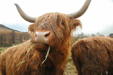 Scottish Highland Cow Eating