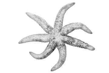Poster - black and white drawing of a starfish on a white