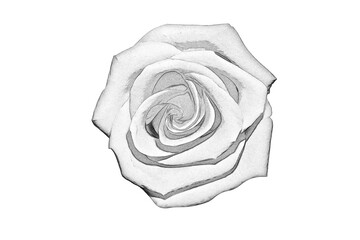 Poster - black and white drawing of a rose on a white