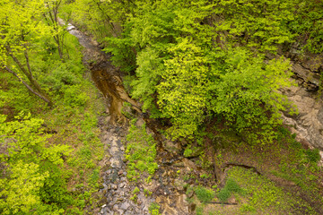 Wall Mural - A Creek In The Woods During Spring