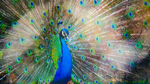 Peacock Bird Close - Up In Nature