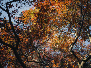 tree in autumn