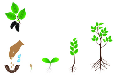 Wall Mural - Sequence of a mulberry tree growing isolated on white.